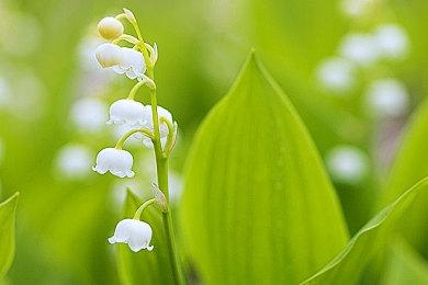 《荒野大镖客2》4K DLSS性能模式 最多可提升45%